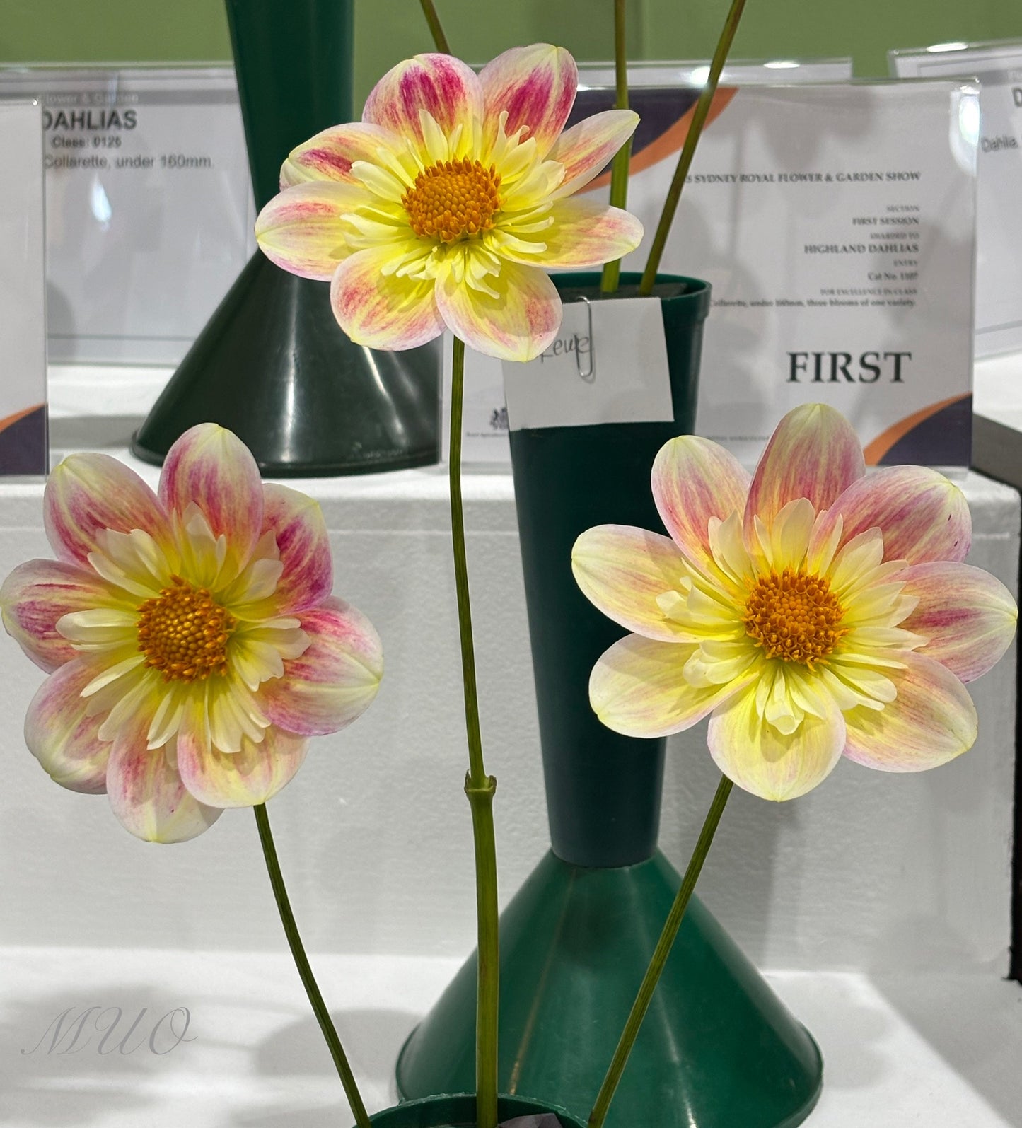 Aitara Conference - Dahlia - Collerette