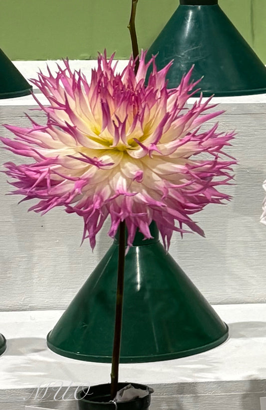 Alessia - Dahlia- Fimbriated Cactus