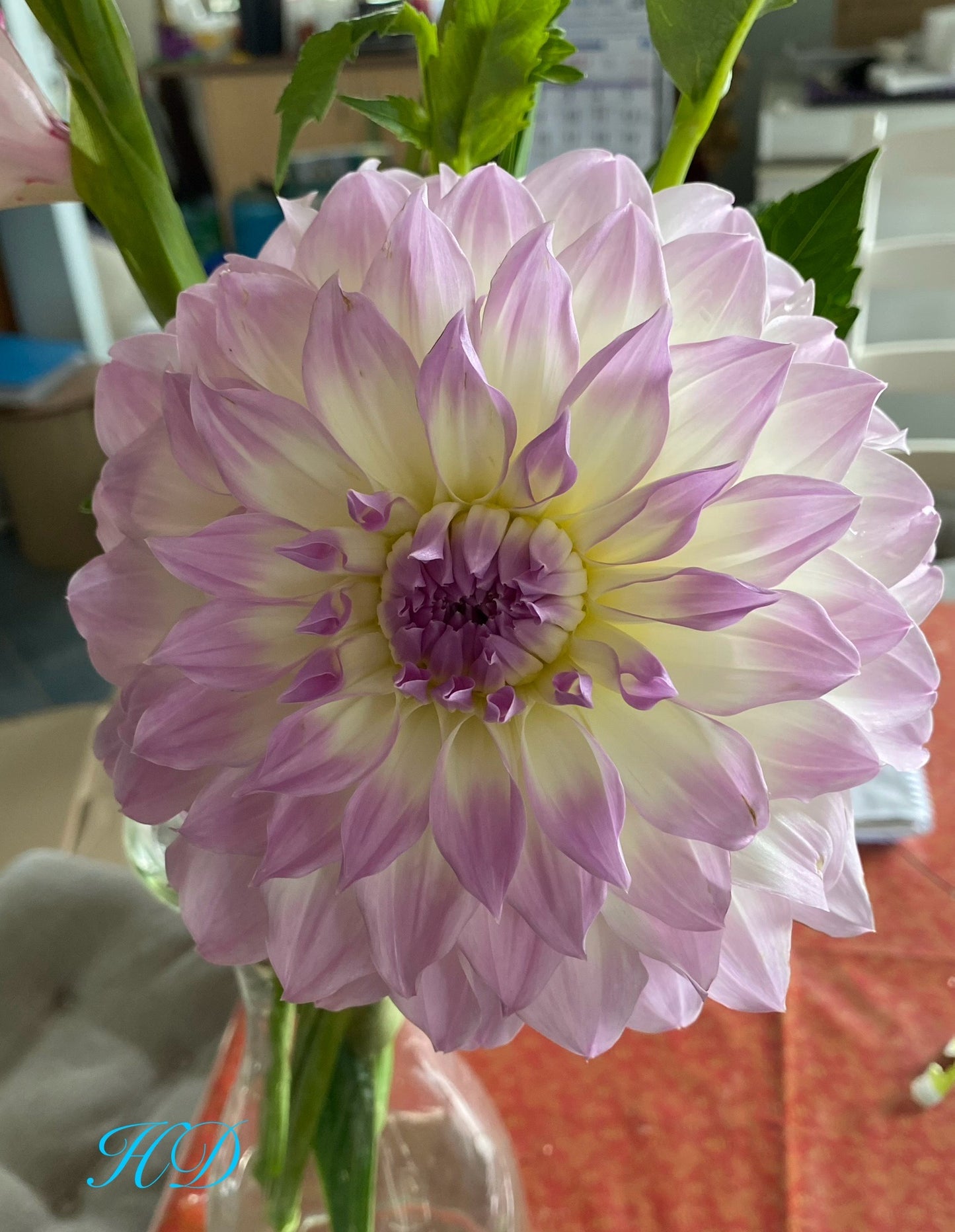 Anne's Delight - Dahlia - Medium Decorative
