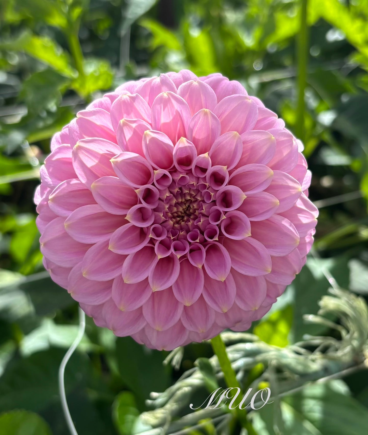 Araluen Leatrice - Dahlia - Miniature Decorative
