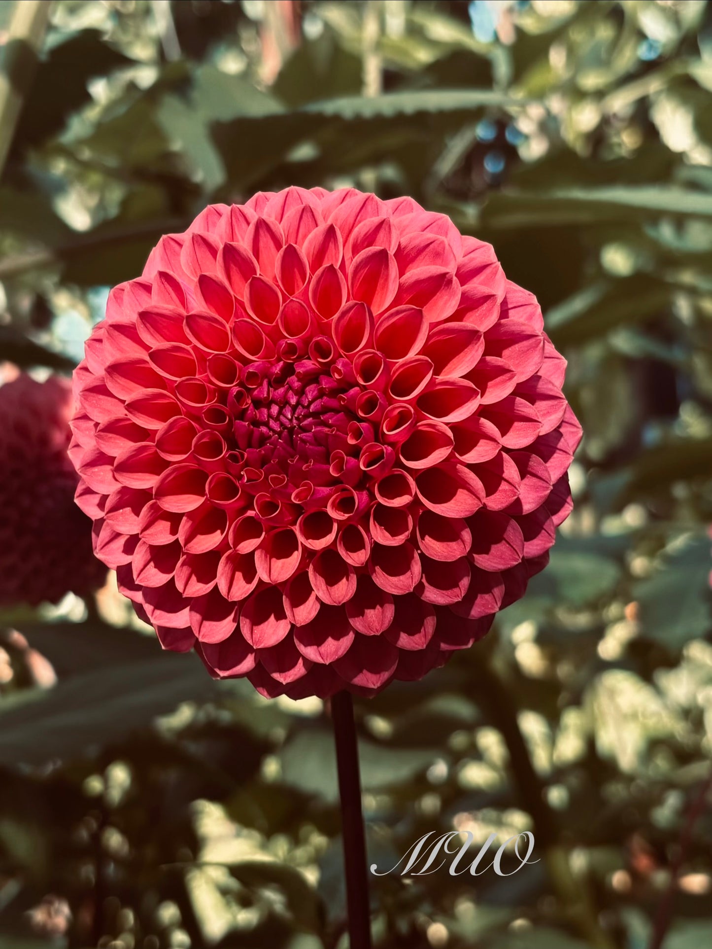 Ailsa Bailey - Dahlia - Miniature Decorative