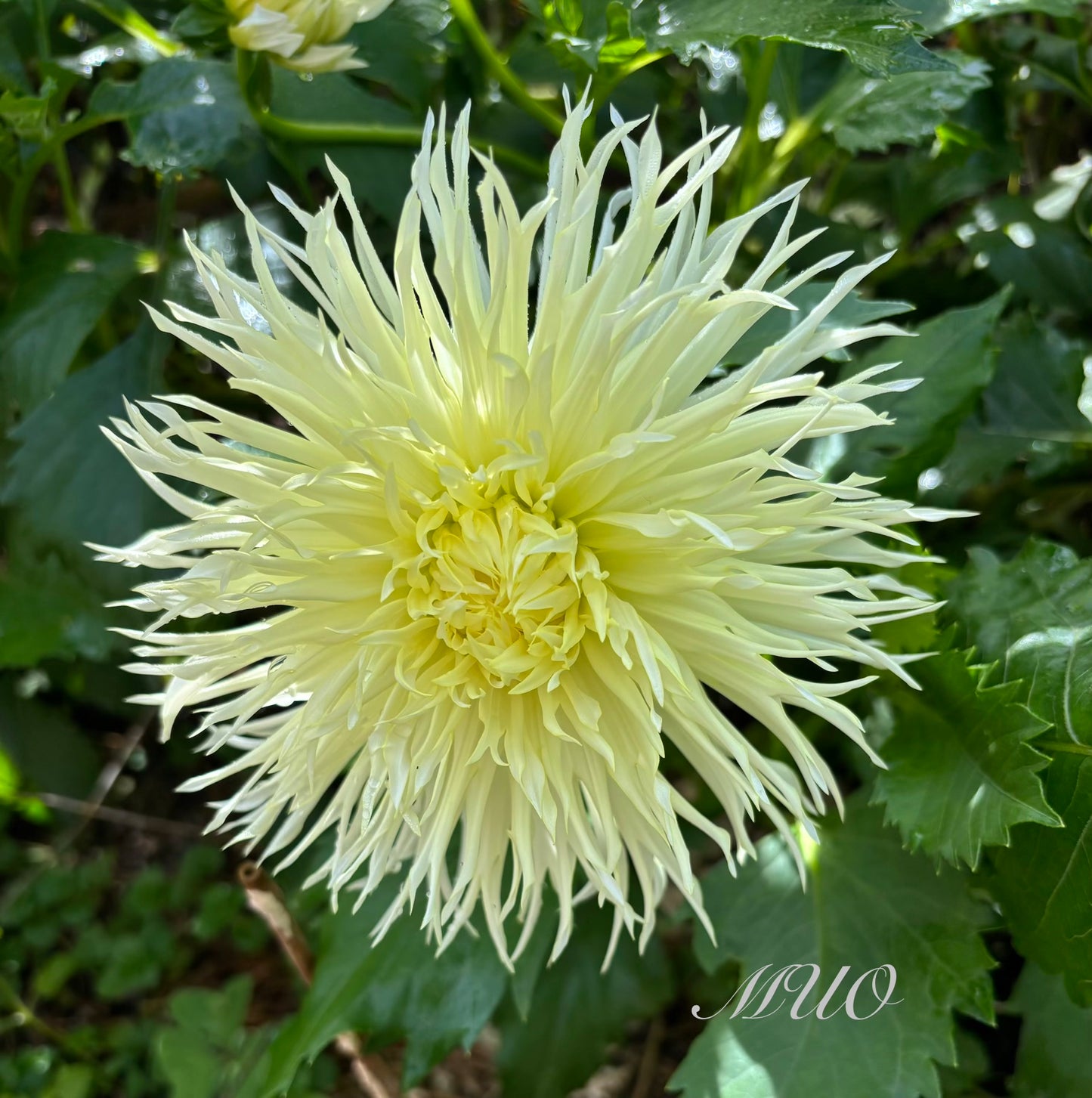 Higgo Lacey - Dahlia - Fimbriated