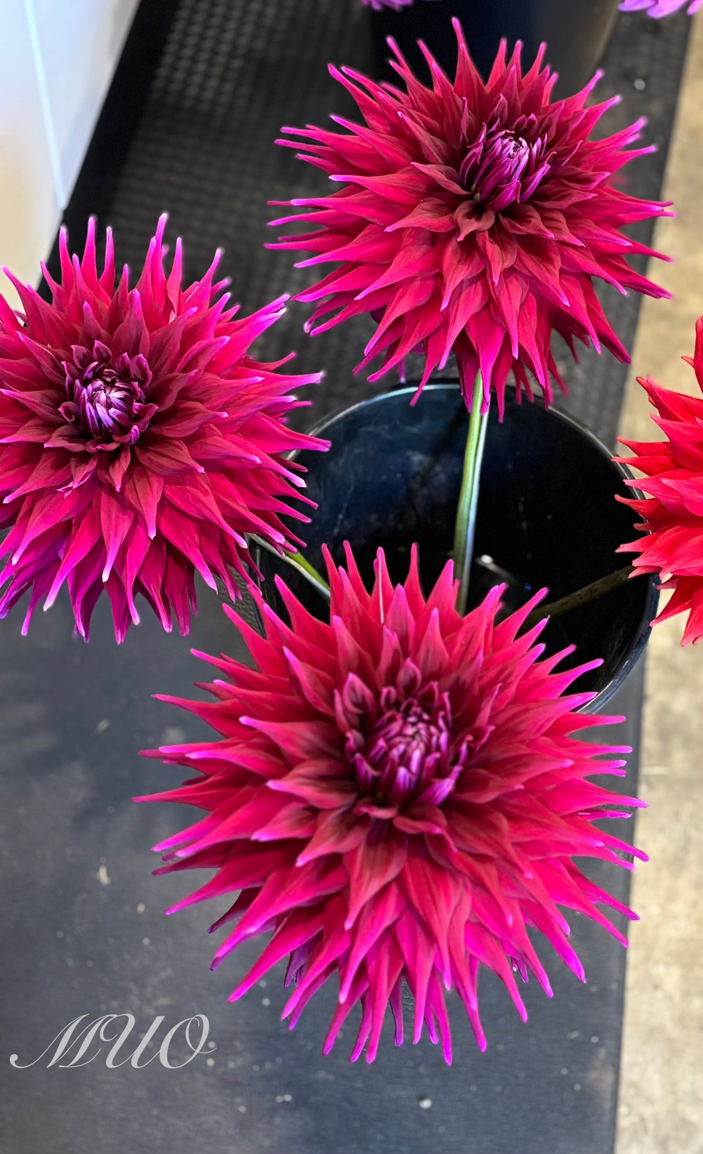 Winkie Bombardier - Dahlia - Large Semi-Cactus
