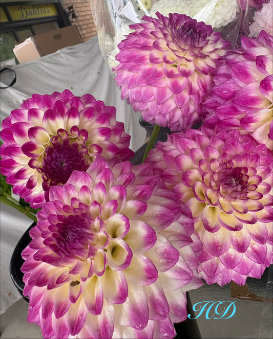 Formby Art - Dahlia - Miniature Decorative