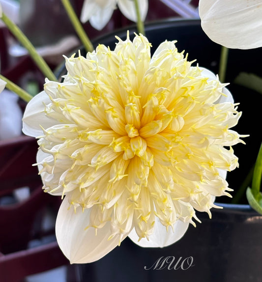 Lemon Sorbet - Dahlia - Anemone