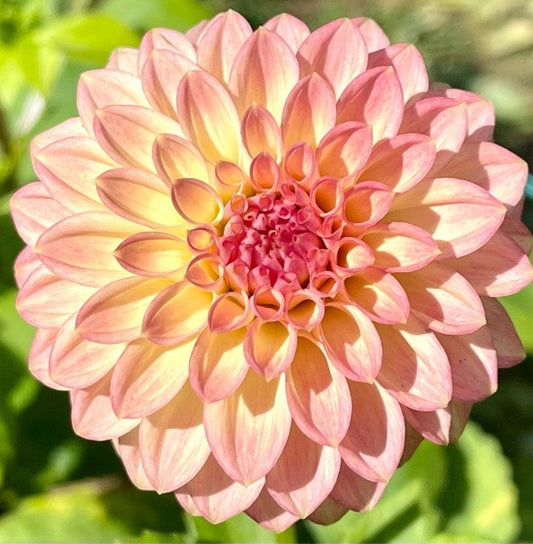 Darbro Highland - Dahlia - Miniature Decorative