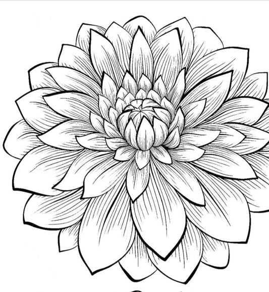 Winkie Mark - Dahlia - Medium Cactus