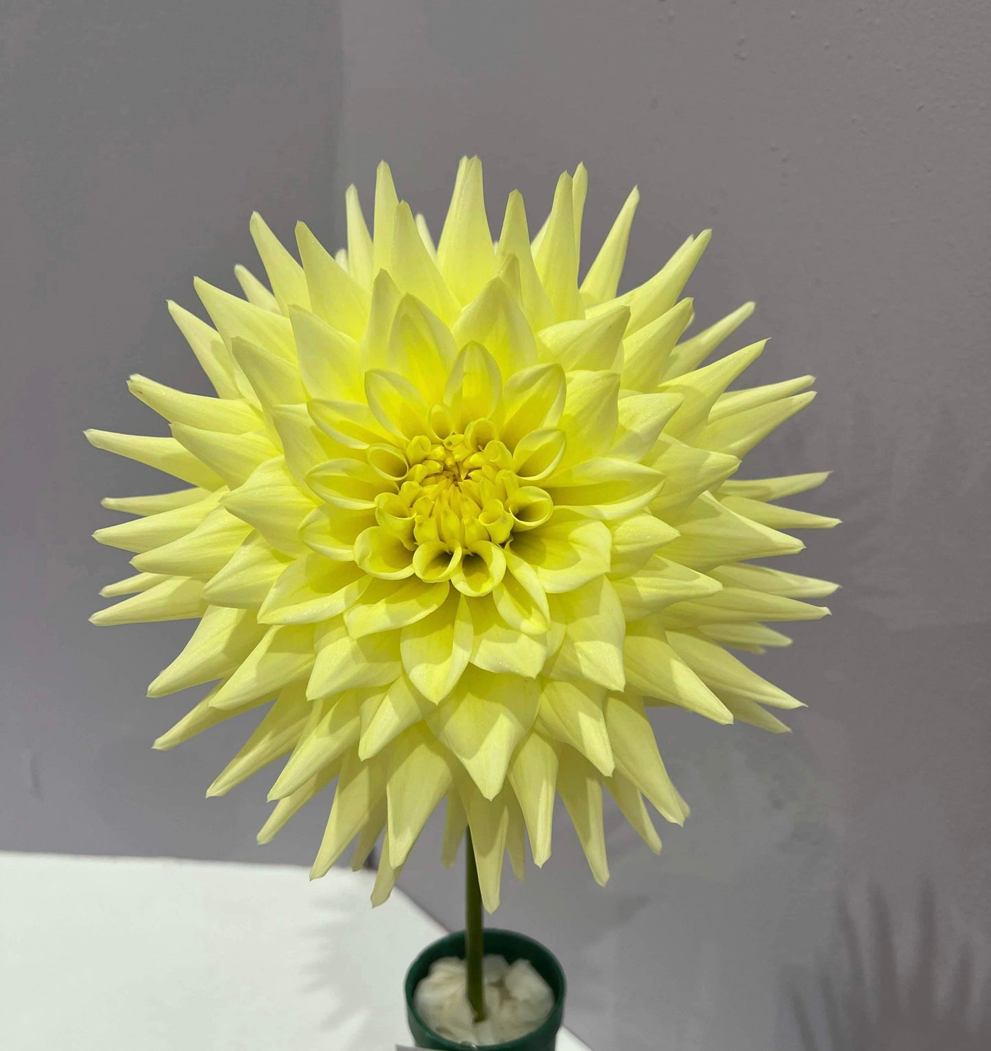 Wakefield Impersonator - Dahlia - Large Semi Cactus