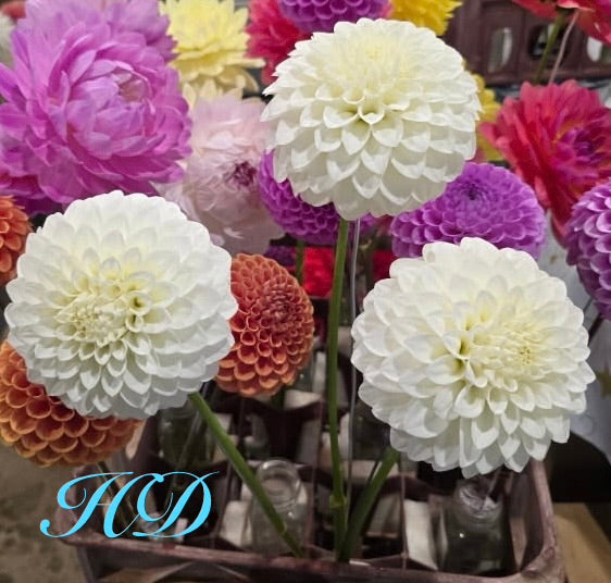 Boundary Snowflake - Dahlia - Miniature Decorative