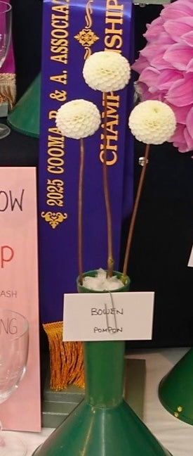 Bowen - Dahlia - Pompon