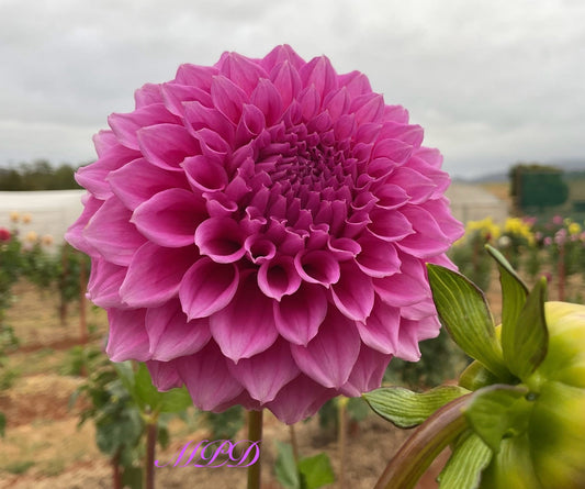 Bracken Rose (AU) - Dahlia - Small Decorative
