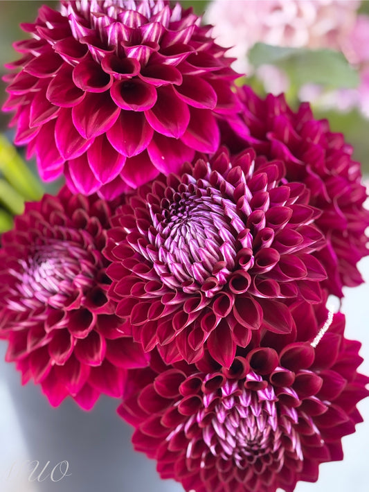 C.K Marlene - Dahlia - Miniature Decorative
