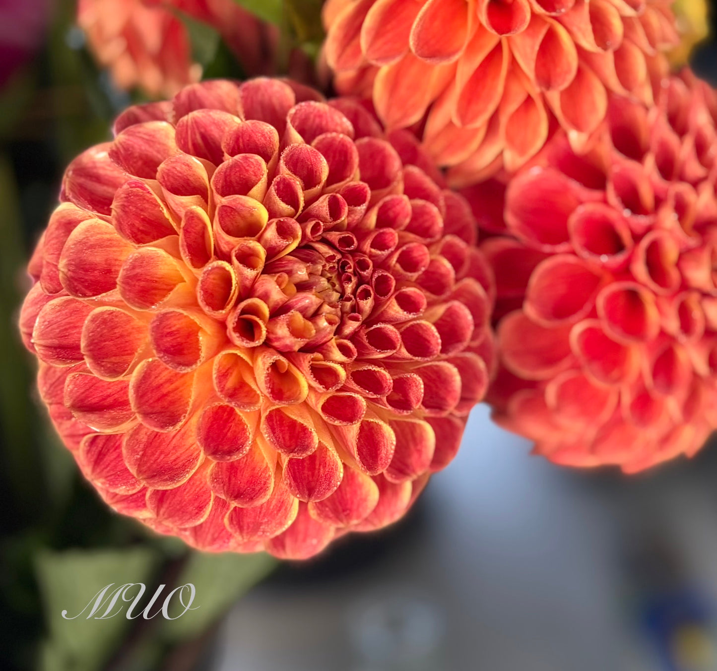 Larva O - Dahlia - Ball