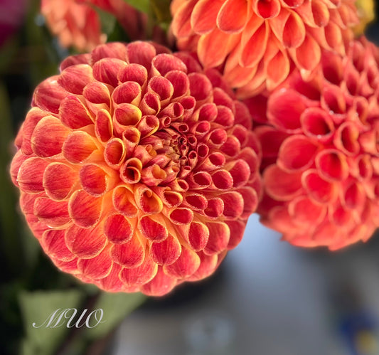 Larva O - Dahlia - Ball