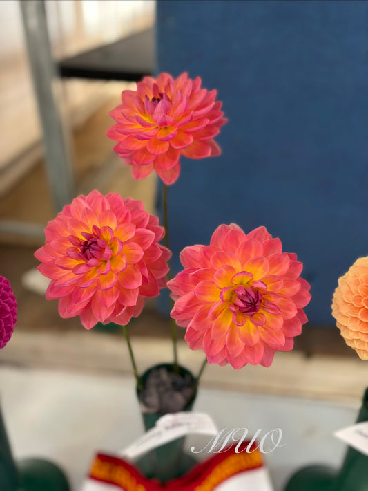 Moray Ashley - Dahlia - Waterlily