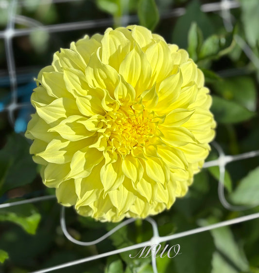 Formby Supreme - Dahlia - Large Decorative