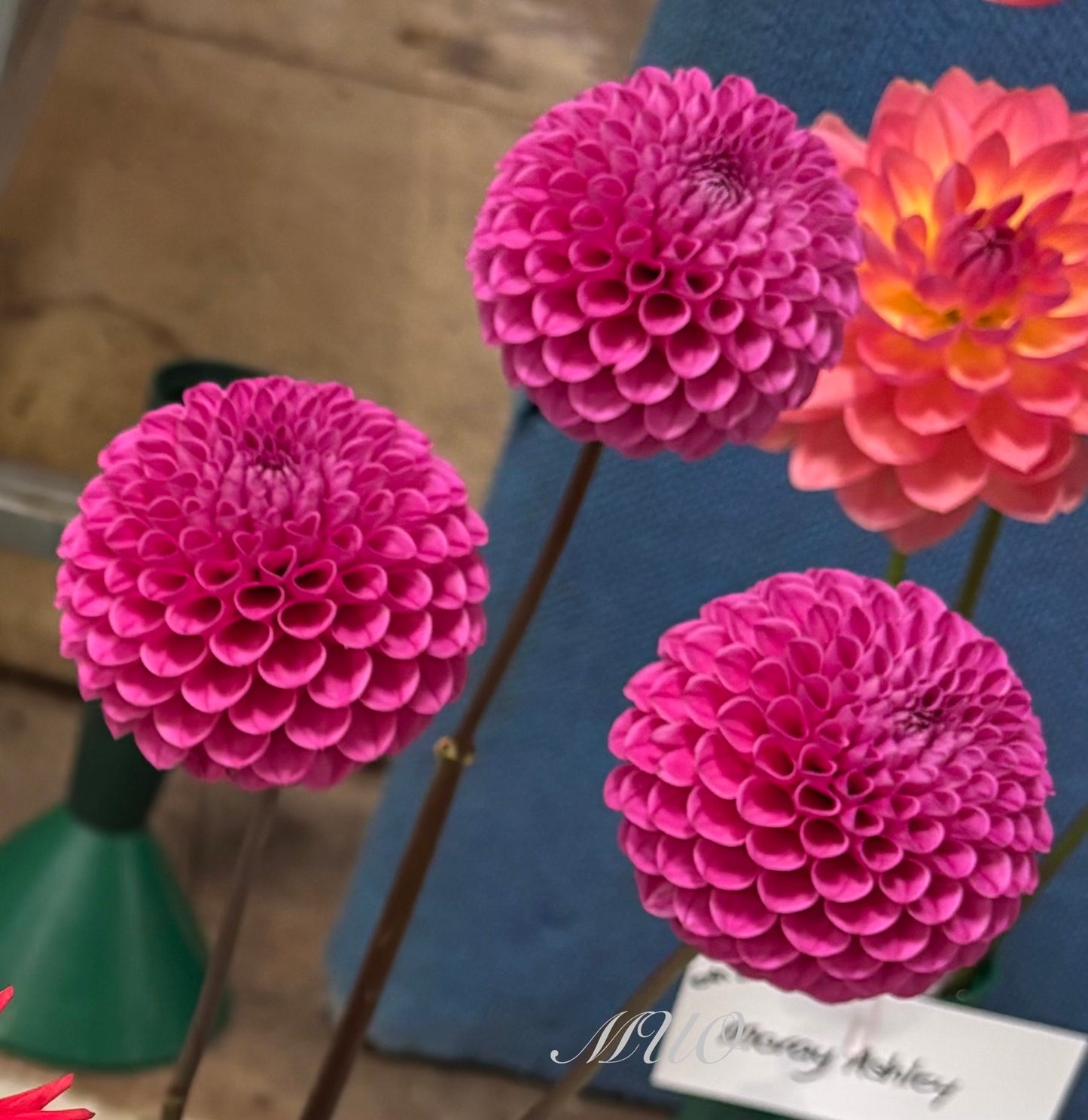 Westerton Folly - Dahlia - Ball