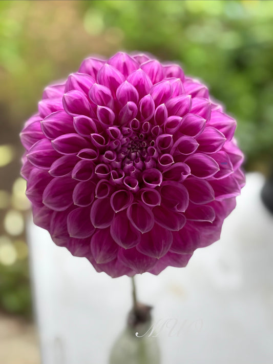 Everton Esquire - Dahlia - Small Decorative