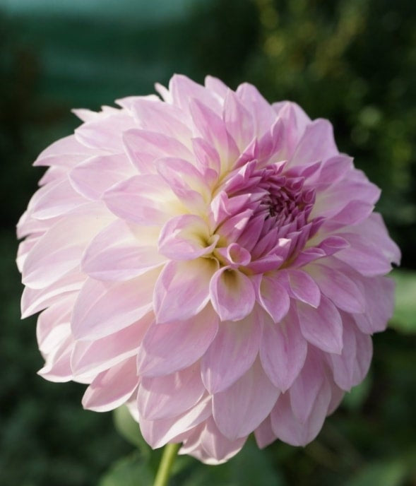 Anne's Delight - Dahlia - Medium Decorative