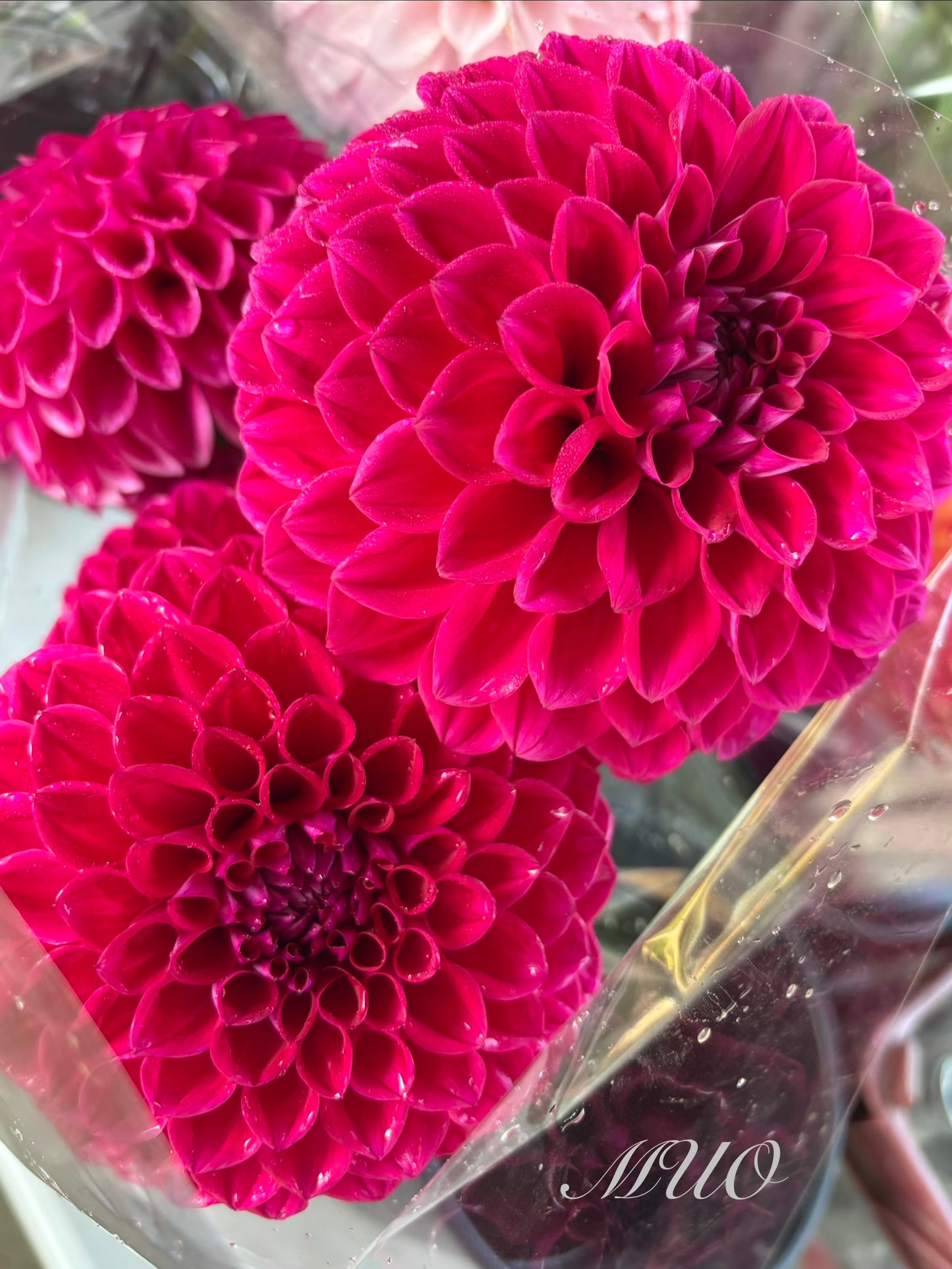 Devon Fantasy - Dahlia - Miniature Decorative