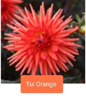 Tui Orange - Dahlia - Small Cactus