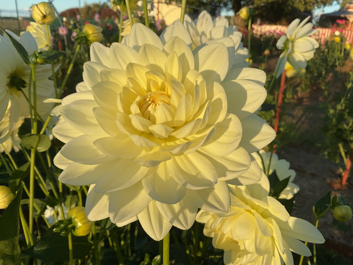 Cameo - Dahlia - Waterlily