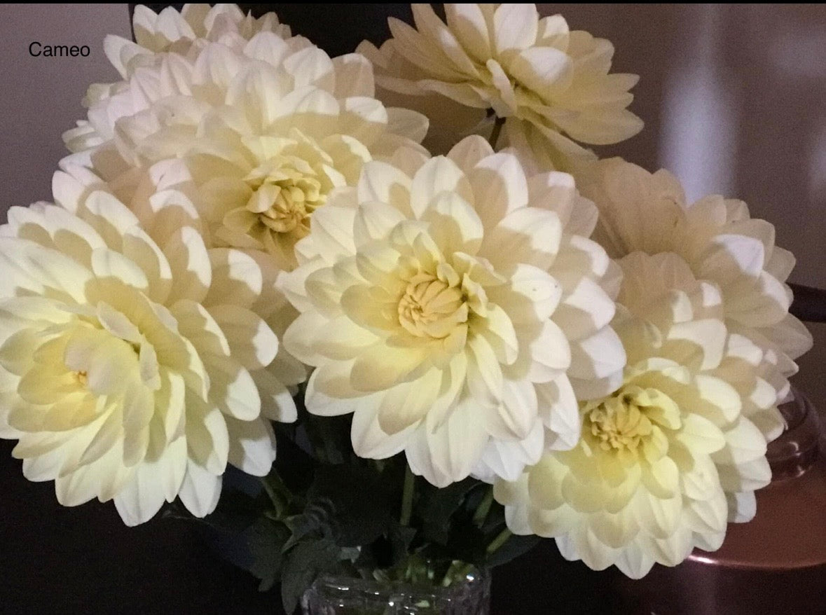 Cameo - Dahlia - Waterlily