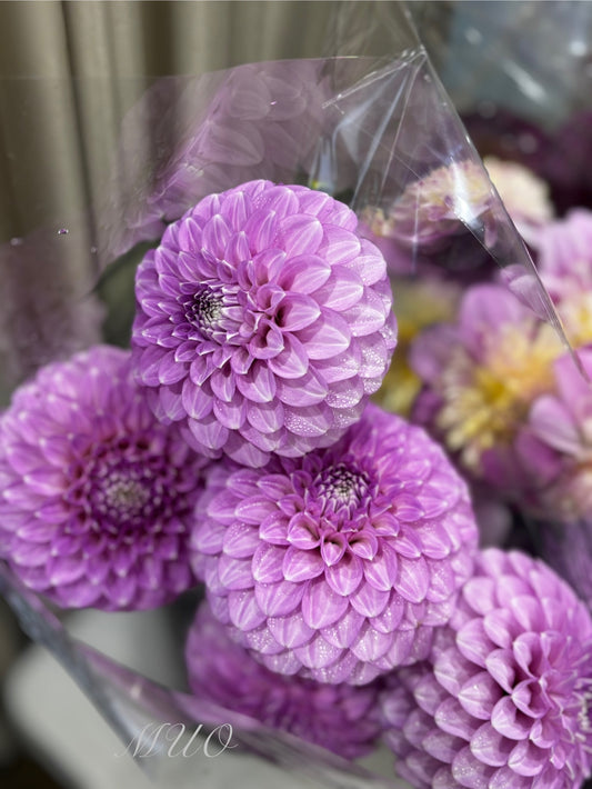 Coorabell Zoe - Dahlia - Miniature Decorative