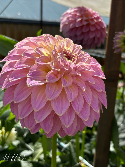 Coorabell Caitlyn - Dahlia - Small Decorative