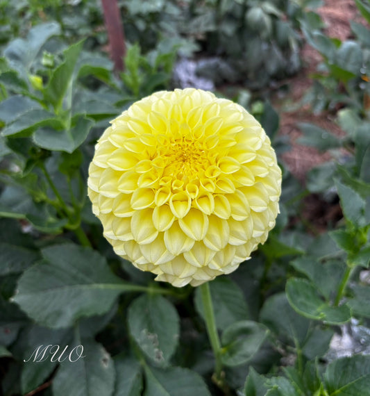 Coorabell Heather - Dahlia - Miniature Decorative