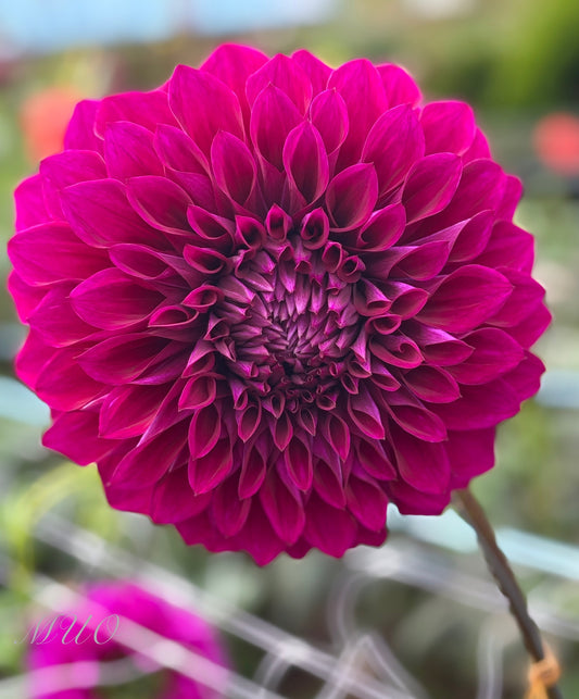 Coorabell Lonny - Dahlia - Medium Decorative