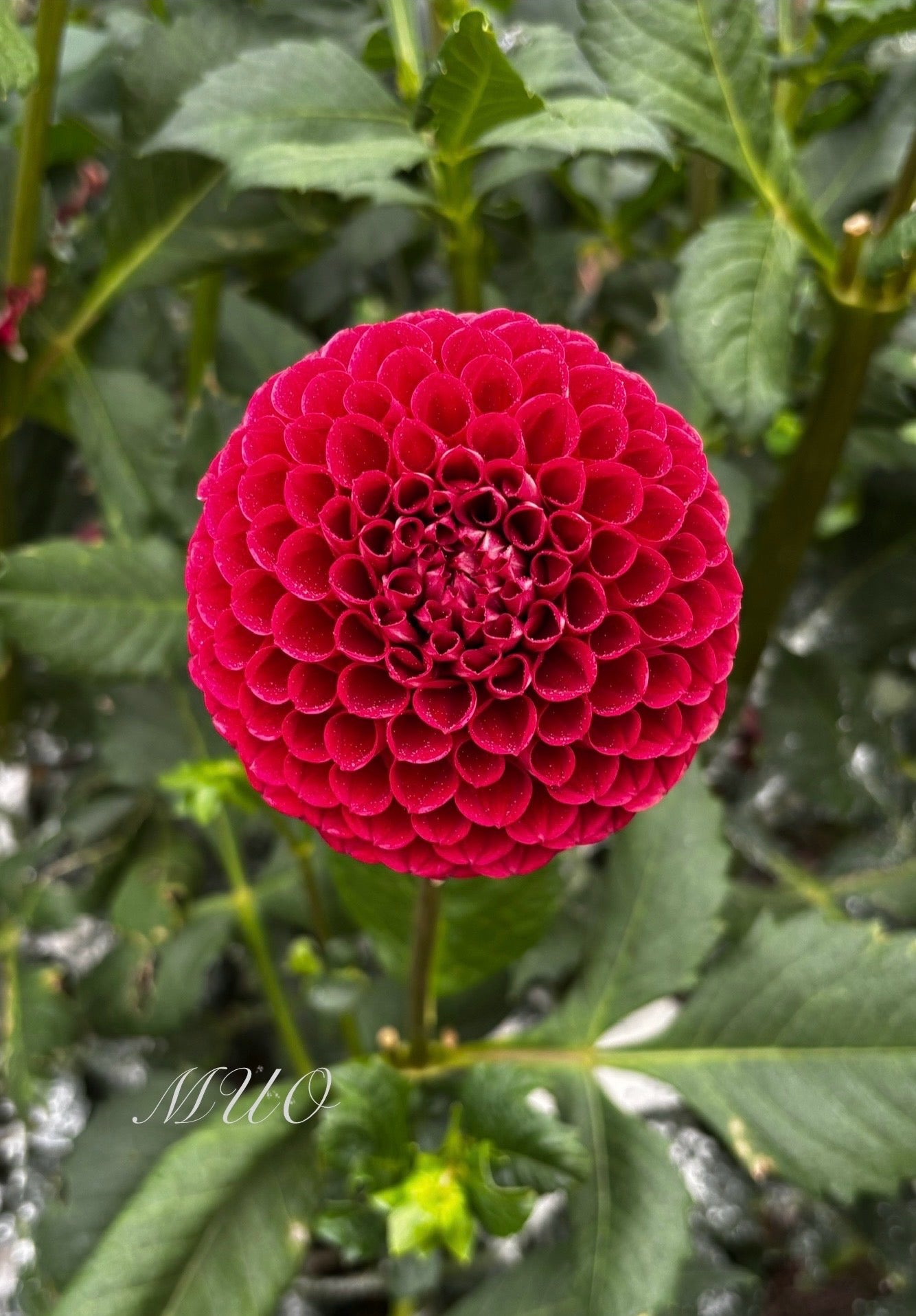 Cornel - Dahlia - Ball Dahlia