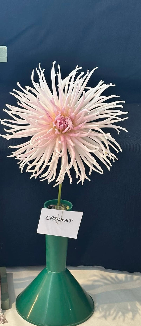 Cricket - Dahlia - Incurve