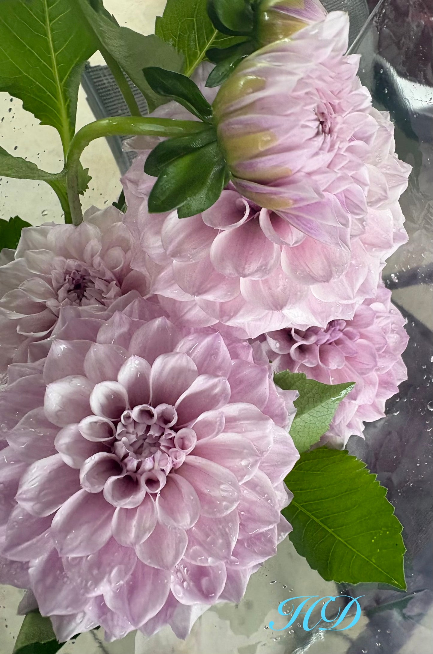 Jeff Bloom - Dahlia - Miniature Decorative