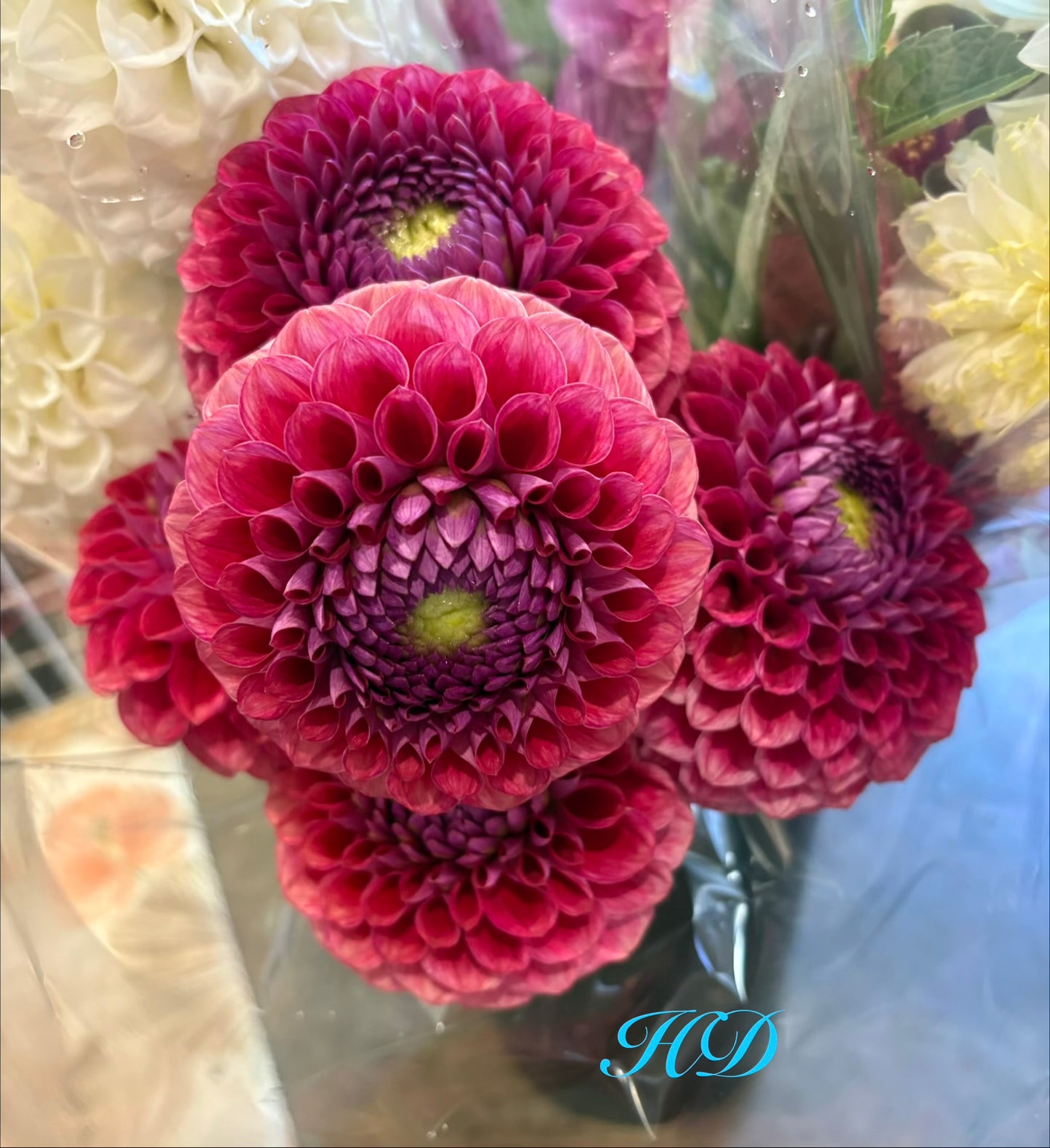 Winkie Robot - Dahlia - Ball