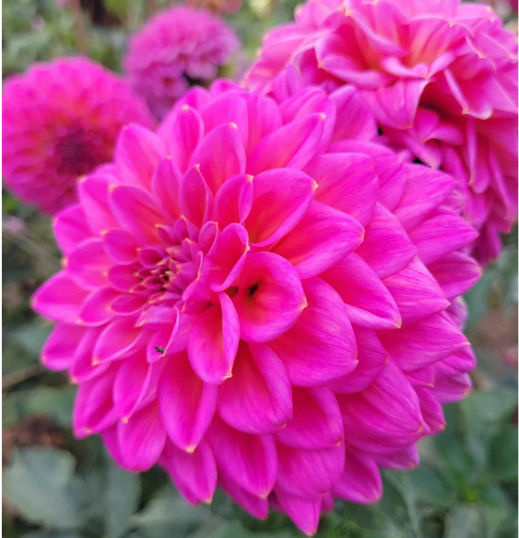 Darbro Linda - Dahlia - Miniature Decorative