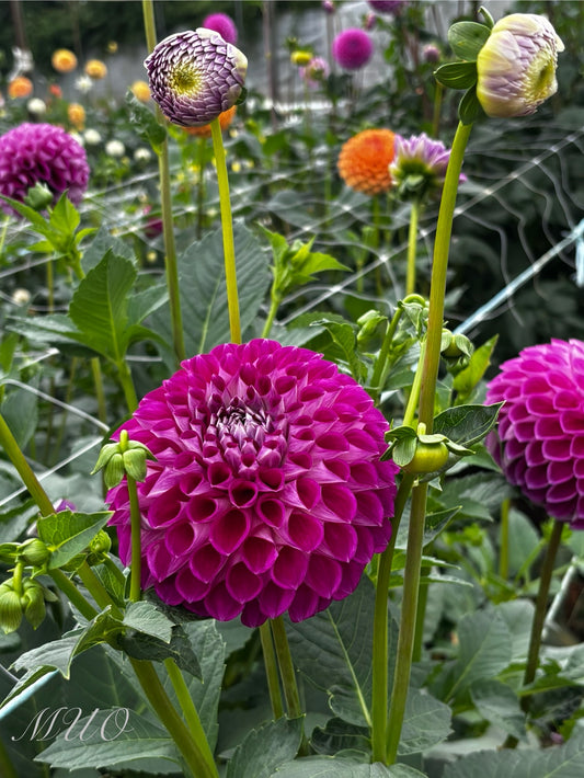Darbro Violet - Dahlia - Ball Dahlia