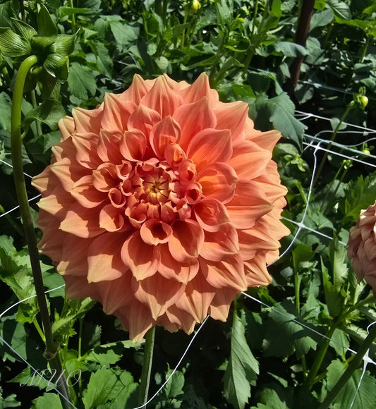 Darbro Palamino - Dahlia - Miniature Decorative