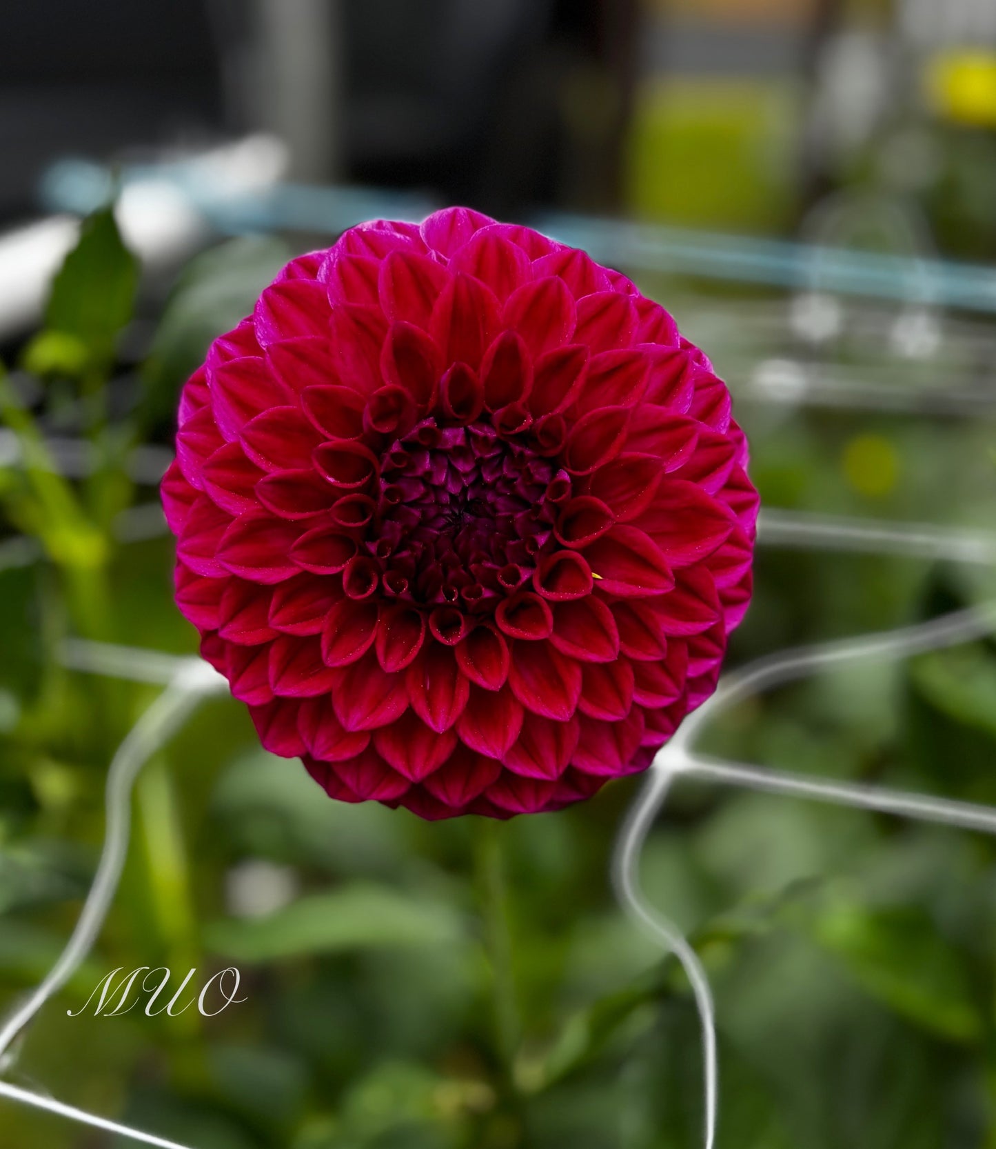 Devon Fantasy - Dahlia - Miniature Decorative