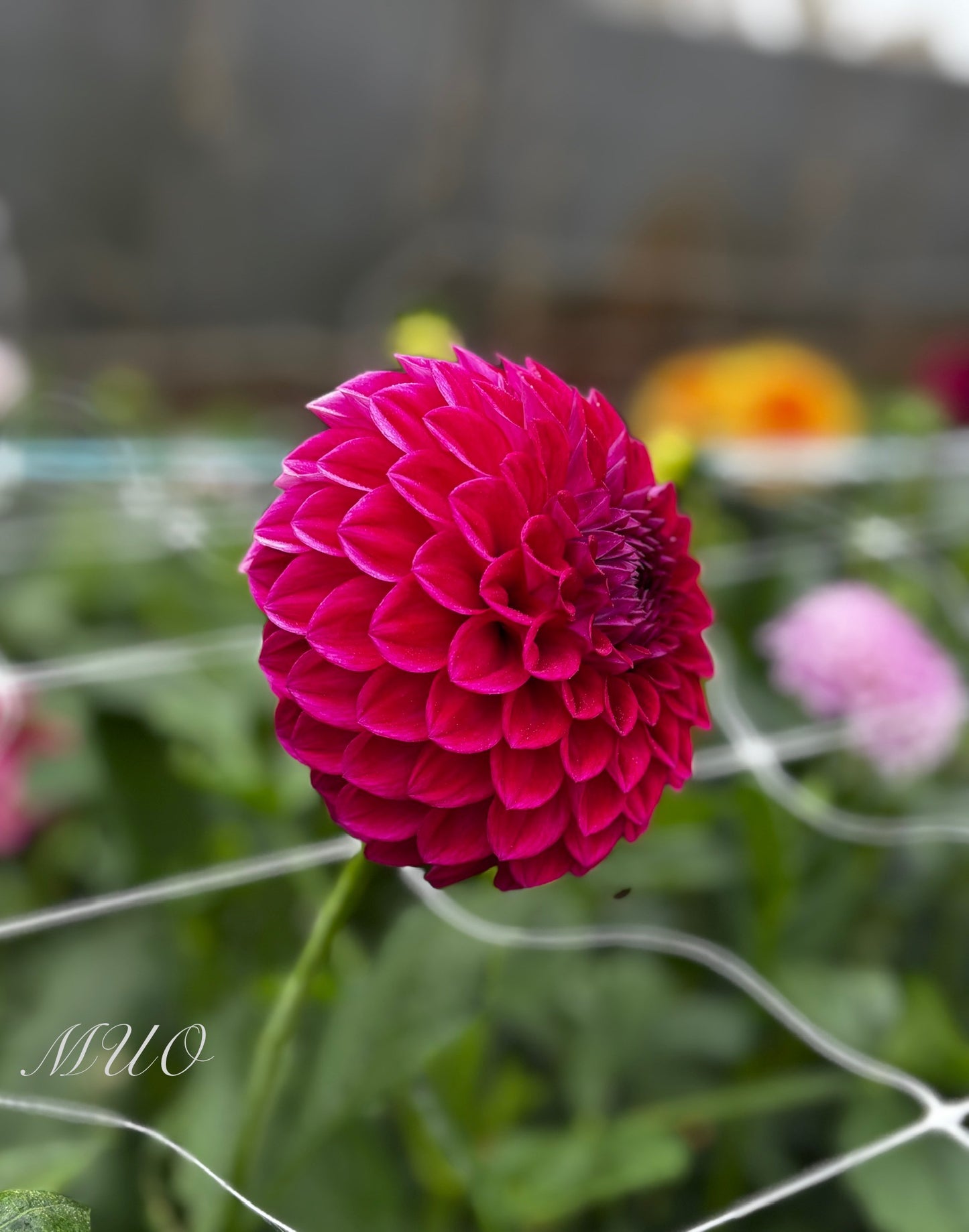 Devon Fantasy - Dahlia - Miniature Decorative
