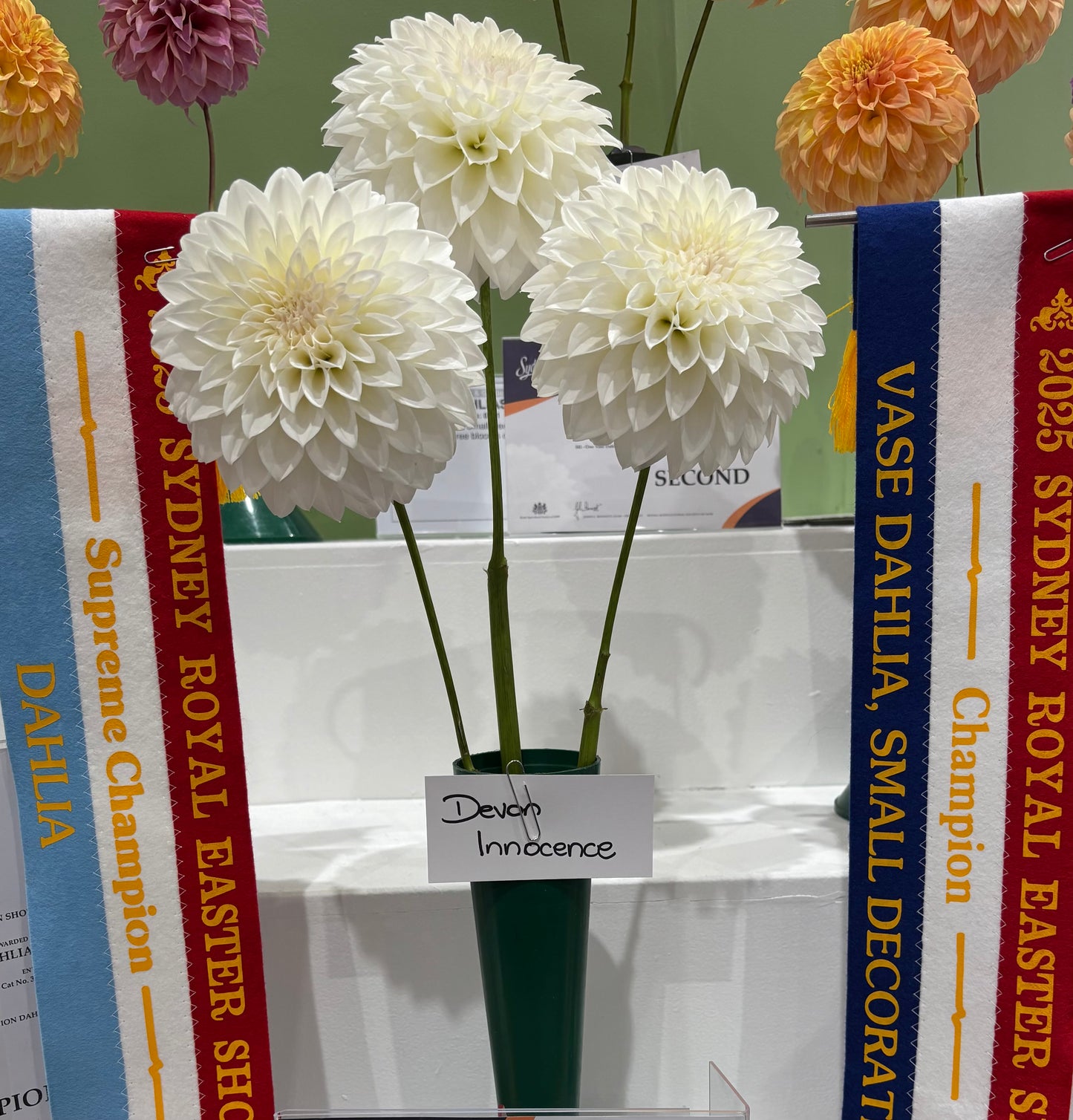 Devon Innocence - Dahlia - Small Decorative