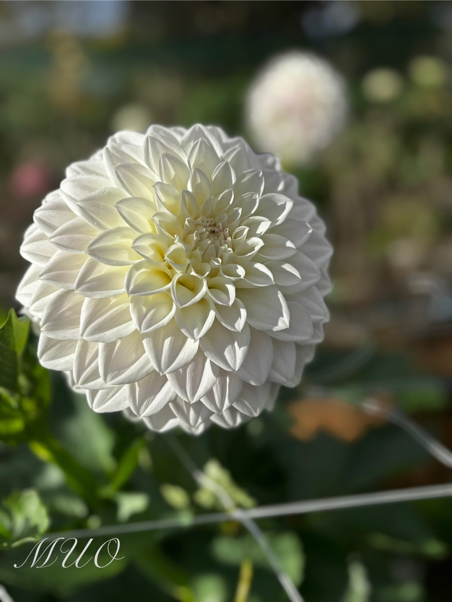 Devon Diamond - Dahlia - Small Decorative