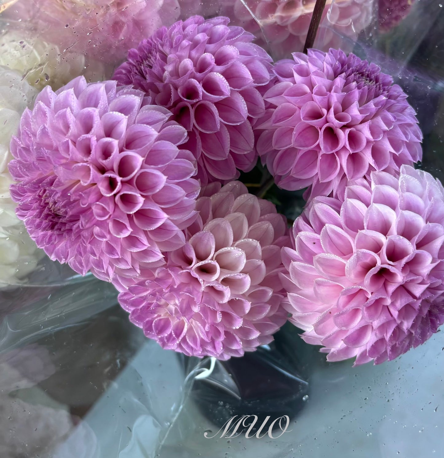 C.K Faye - Dahlia - Small Decorative