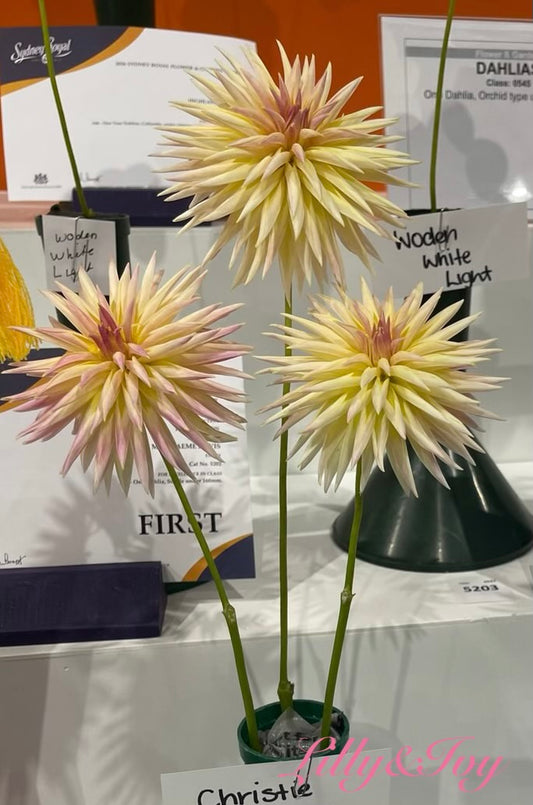 Christie Dove - Dahlia - Stella