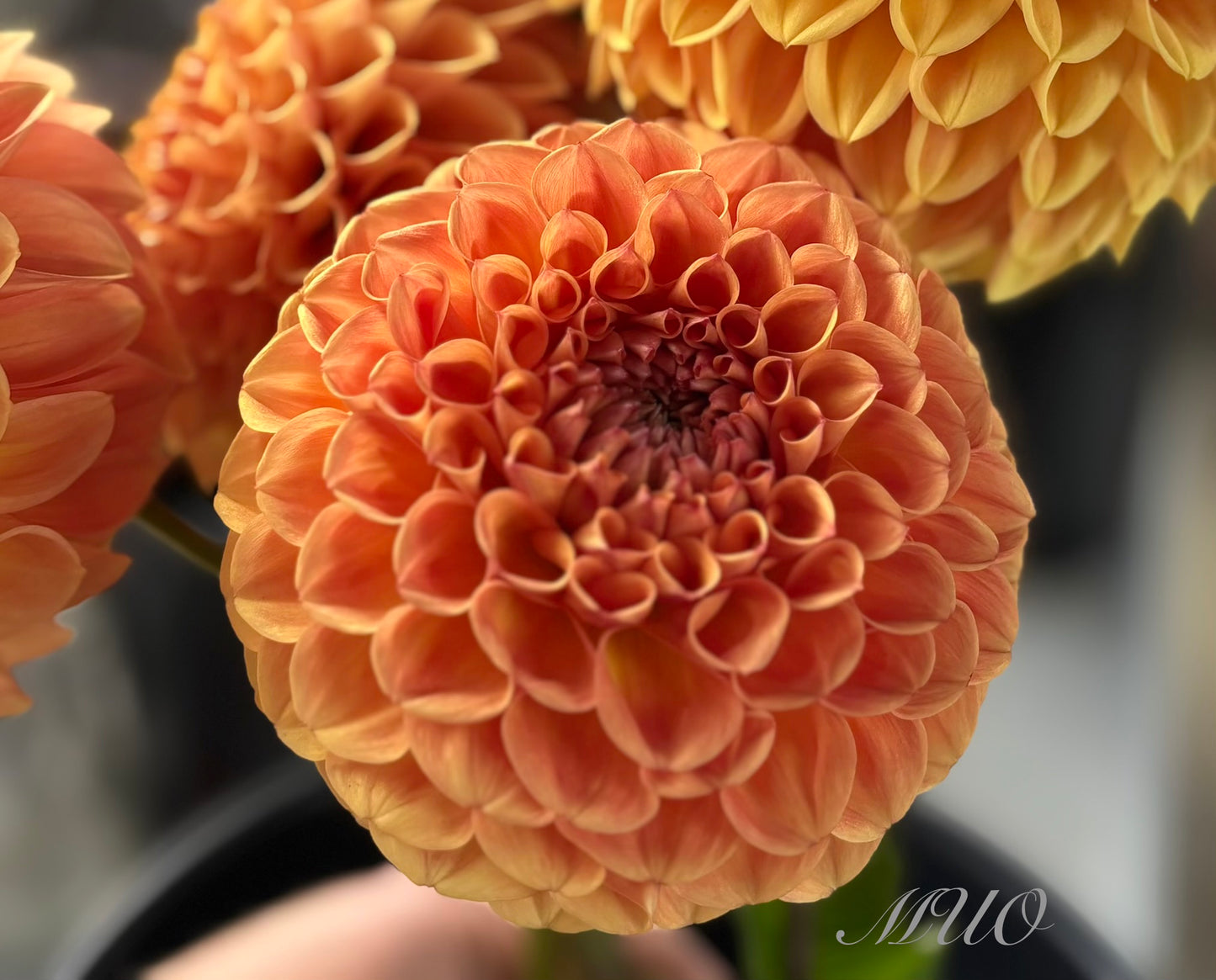 Winkie Kestrel - Dahlia - Ball