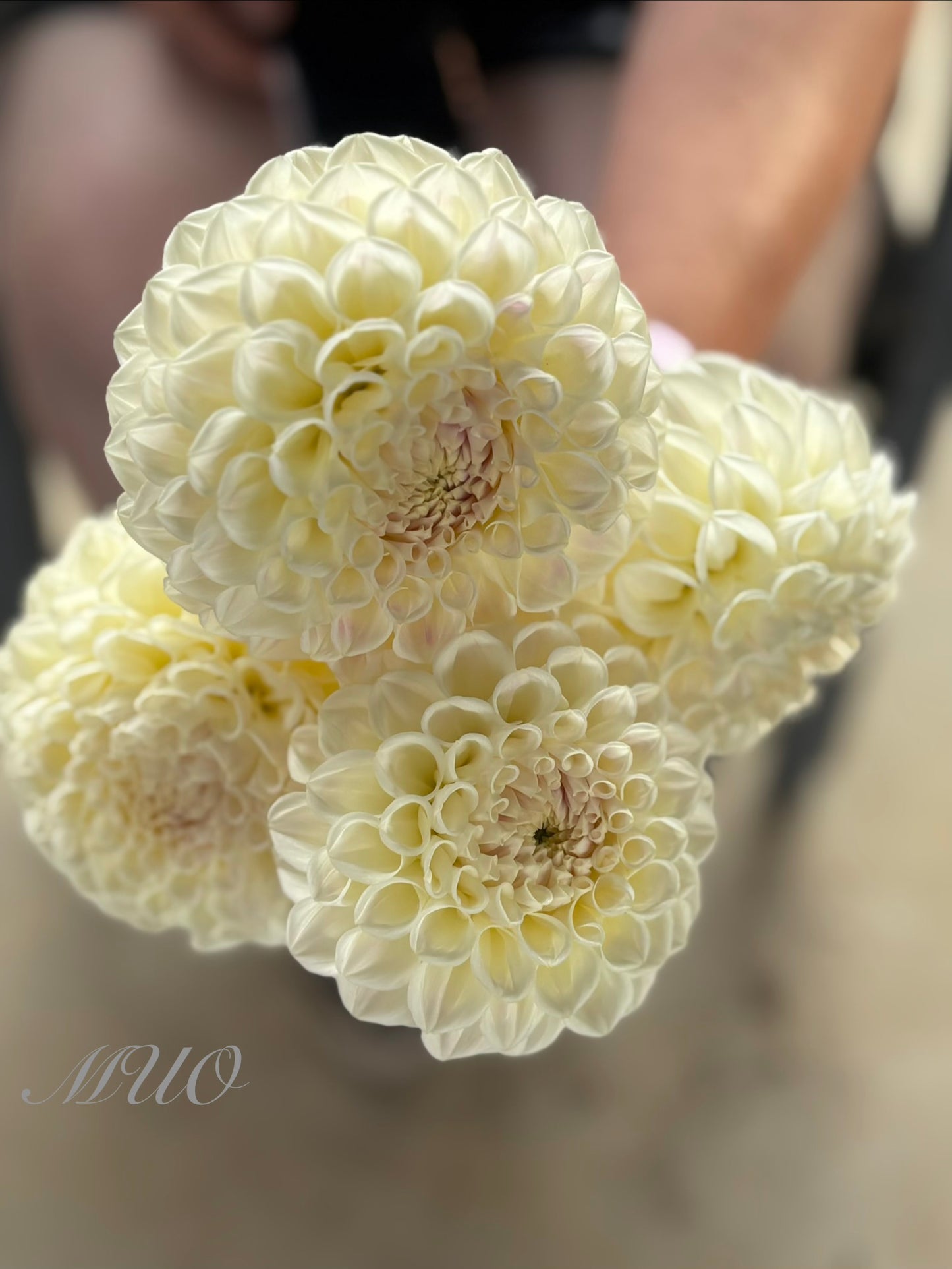 Darbro Beryl - Dahlia - Ball