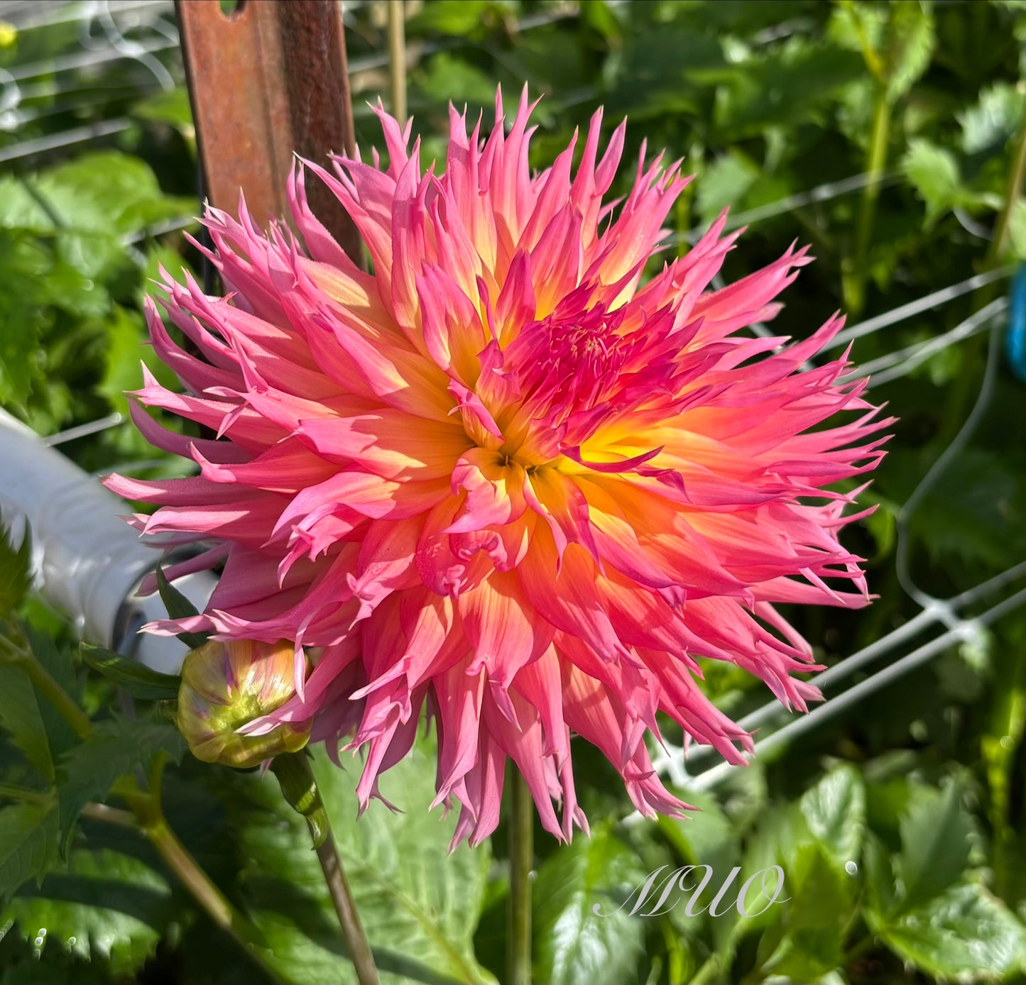 Judith Taylor - Dahlia - Fimbriated