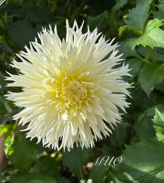 Aitarara Ace (off white) - Dahlia - Fimbriated