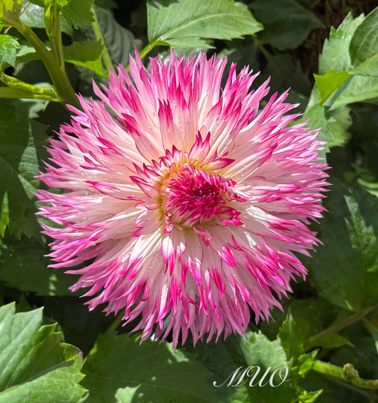 Alessia - Dahlia- Fimbriated Cactus