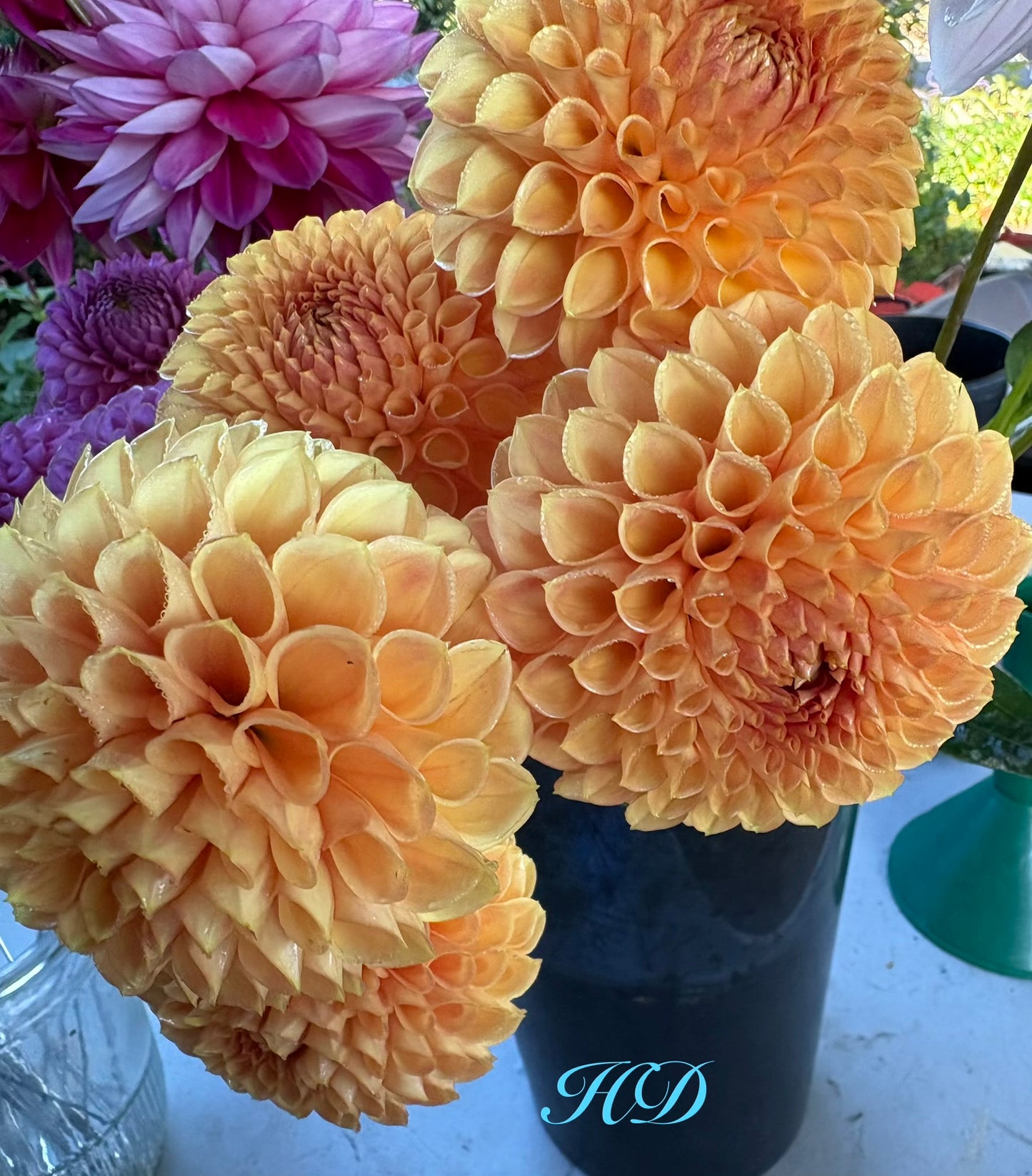 Formby Crest - Dahlia - Miniature Decorative